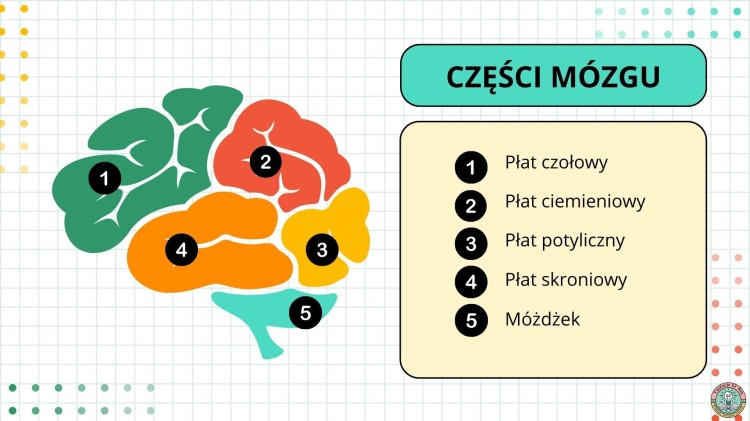 (polski) (2).jpg